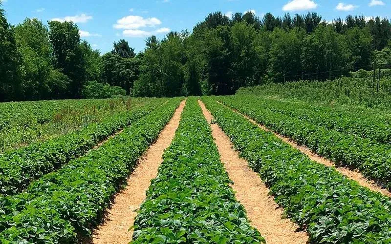 Coltivazione di fragole servita da un impianto di irrigazione Scarabelli